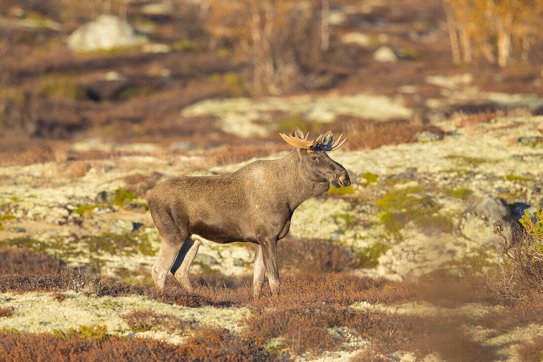  Moose, Alces alces, old bull moose in autumn, Jaemtland, Sweden 