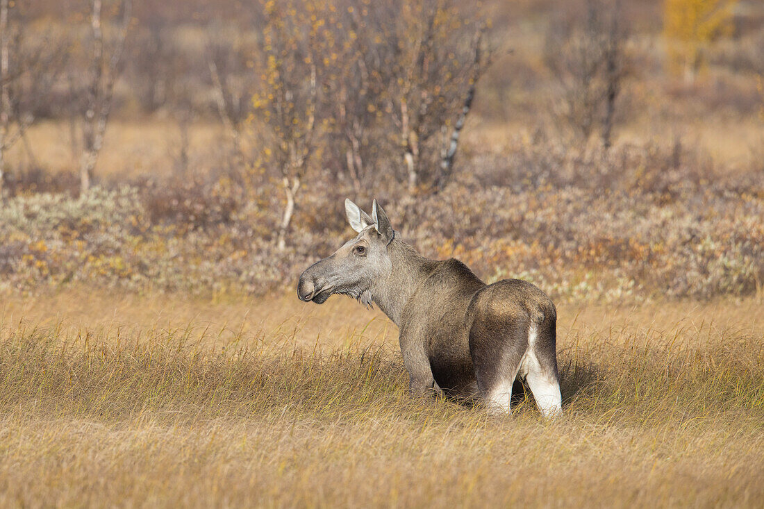  Moose, Alces alces, adult female in autumn, Jaemtland, Sweden 