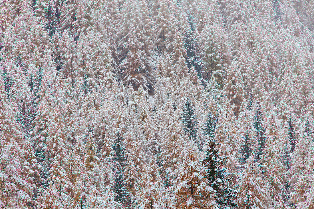  European larches (Larix decidua), in the snow, autumn, Gran Paradiso National Park, Italy 