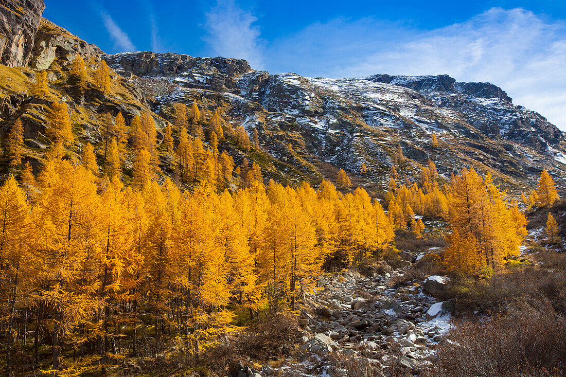 Europäische Lärche, Larix decidua, verfärbter Lärchenwald im Herbst, Nationalpark Gran Paradiso, Italien