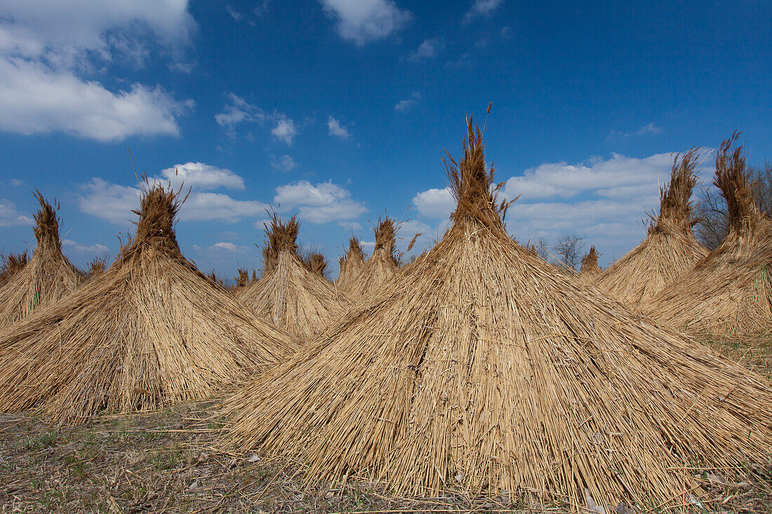 Schilfernte, Reeternte, Phragmites australis, Phragmites communis, trocknende Gaben, Neusiedler See, Burgenland, Österreich