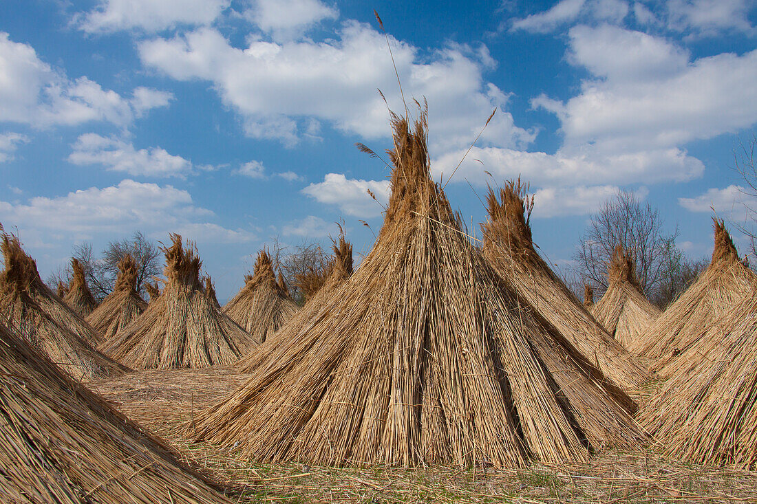  Reed harvest, reed harvest (Phragmites australis, Phragmites communis), drying gifts, Lake Neusiedl, Burgenland, Austria 