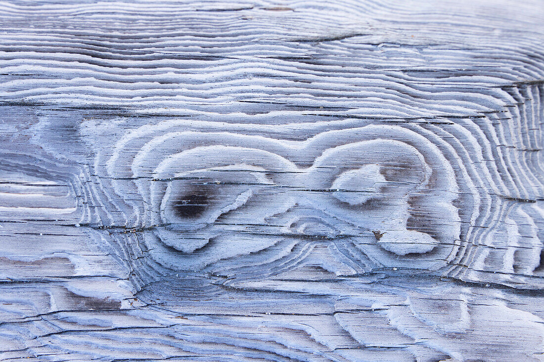 Strukturen im alten Treibholz, Spitzbergen, Norwegen