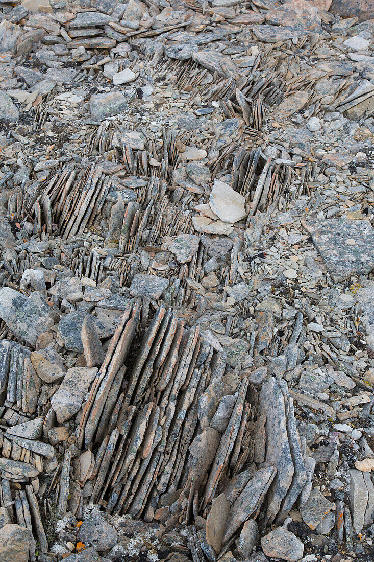 Trollbrot, durch den Spaltenfrost entstandene Scheiben eines Steins, Spitzbergen, Norwegen