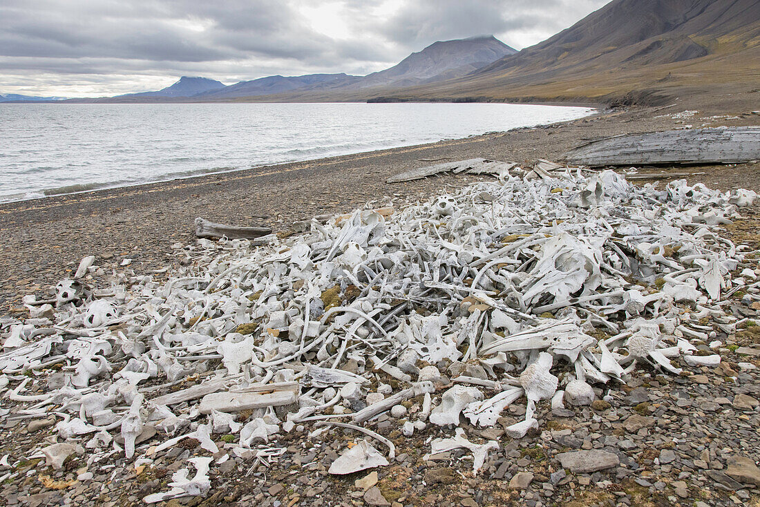  Bones of beluga whales at the whale-catching site Bamsebu on the Ahlstrand Peninsula, Bellsund, Svalbard, Norway 