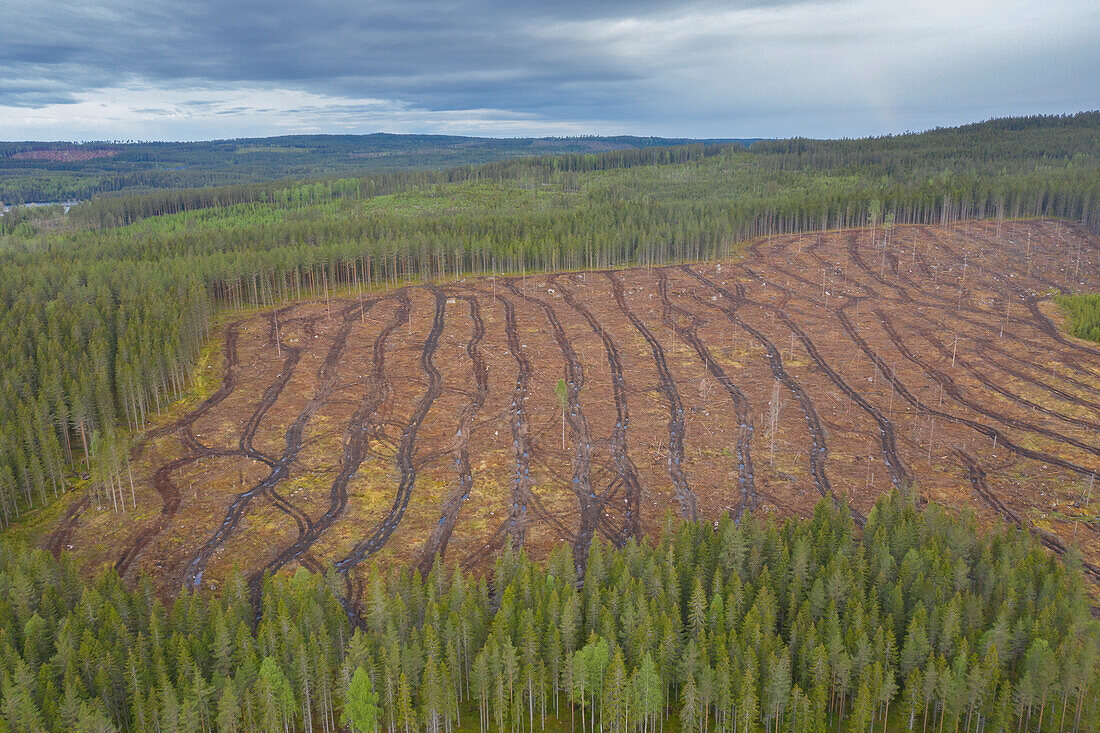 Kahlschlag, Spuren maschineller Holzernte, Dalarna, Schweden