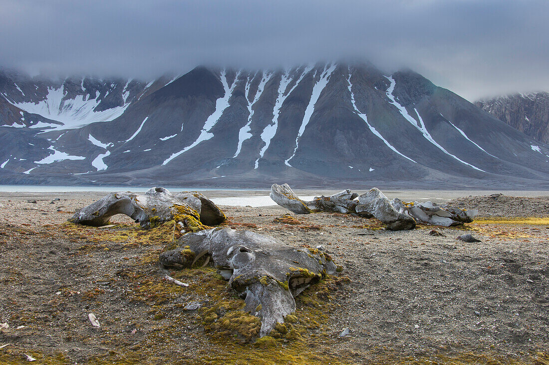  Greenland whale, Balaena mysticetus, whale bones in arctic landscape, Hornsund, Svalbard, Norway 