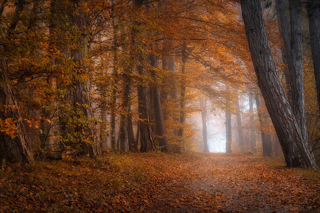  Foggy morning on the Gögerl near Weilheim in autumn, Weilheim, Bavaria, Germany 