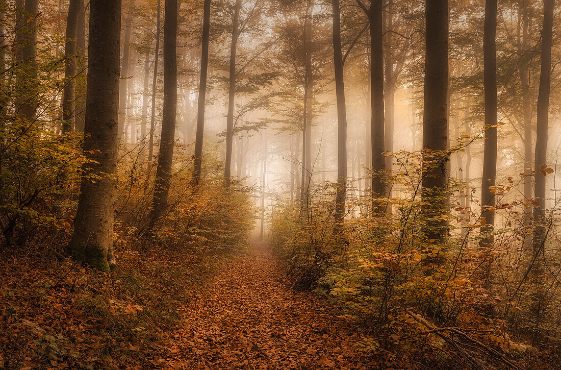  Autumn forest near Andechs, Bavaria, Germany 