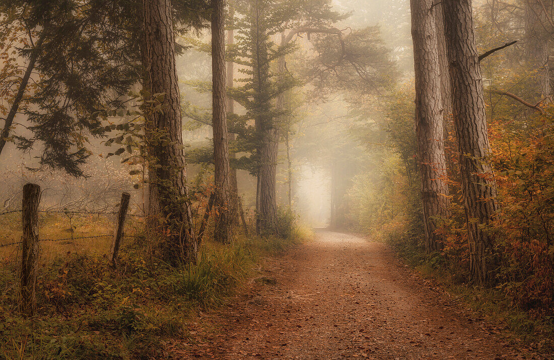  Autumn forest near Andechs, Bavaria, Germany 