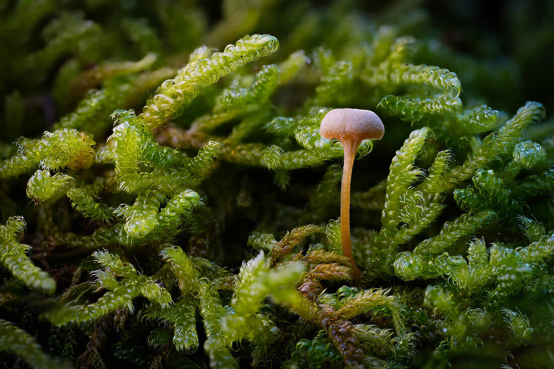 Ein Pilz im Herbstwald, Bayern, Deutschland