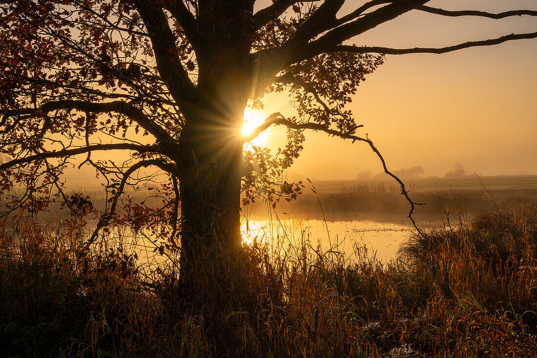 Nebelmorgen im Oberland, Bayern, Deutschland