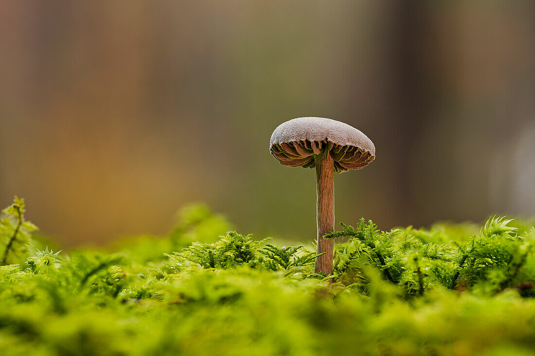 Nahaufnahme von einem Waldpilz im Moos, Wald in Bayern, Deutschland