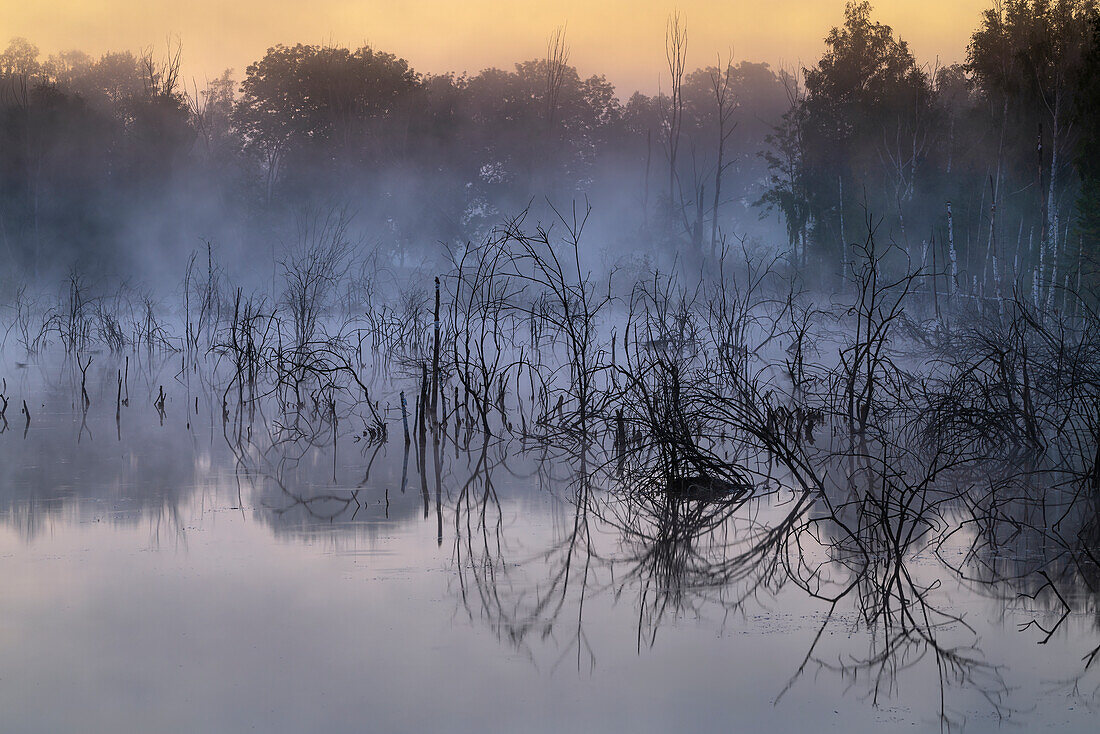 Morgennebel im Moor, Weilheim, Oberbayern, Bayern, Deutschland