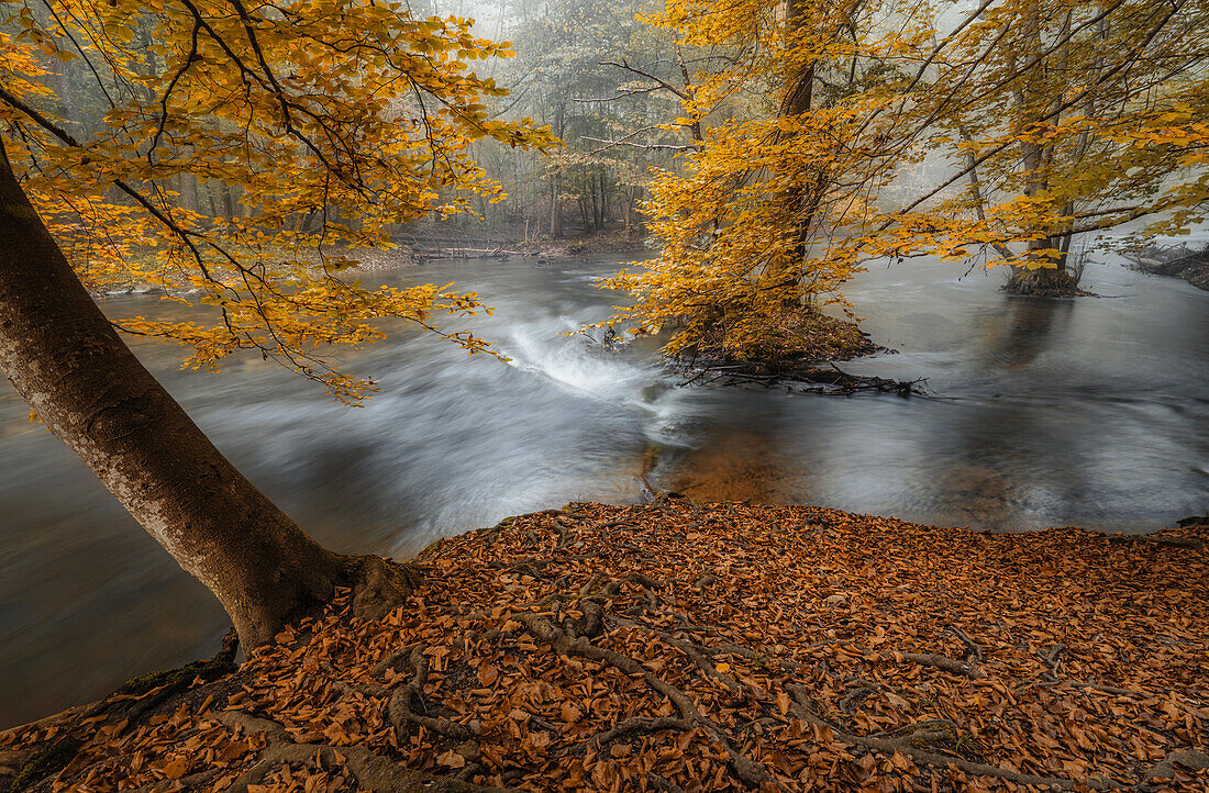  Autumn mood on the Würm, Bavaria, Germany 