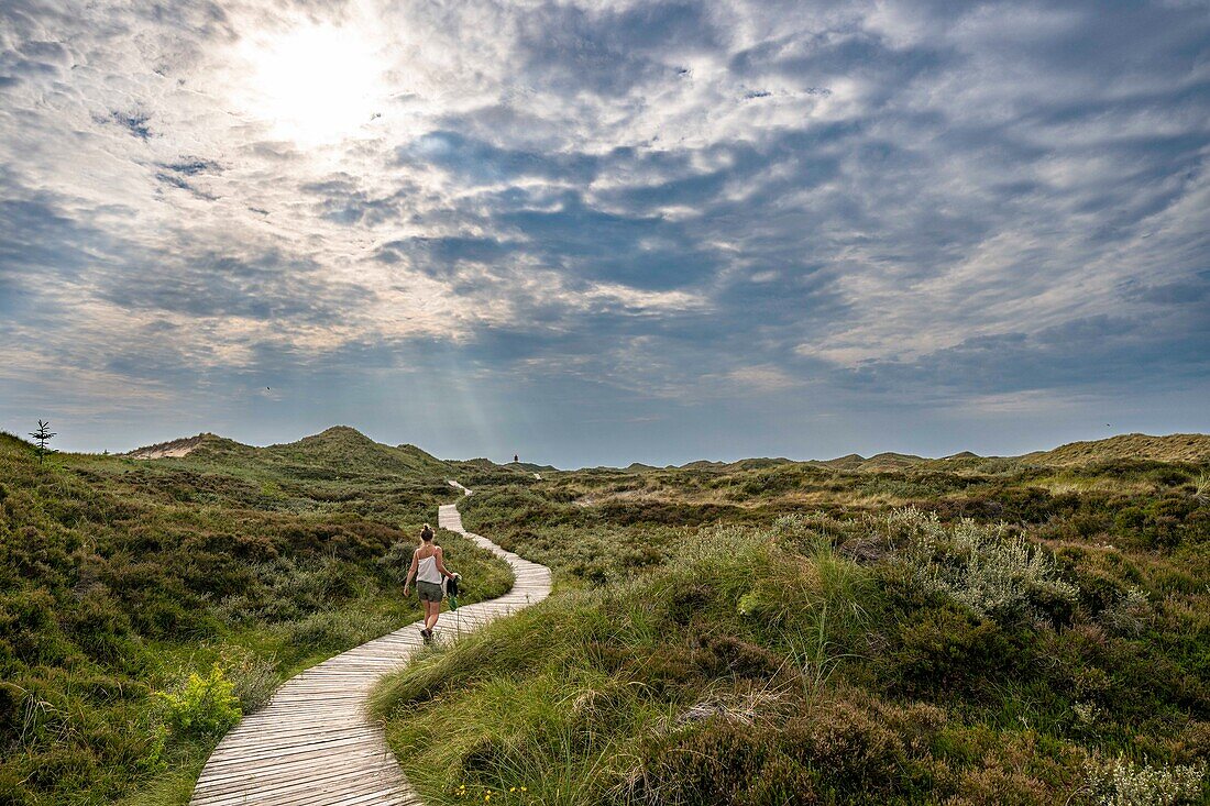 Wanderin auf Bohlenweg durch Dünenlandschaft, Heidelandschaft, Heide, Besenheide, Naturschutzgebiet Amrumer Dünen, Schleswig-Holstein, Amrum, Deutschland