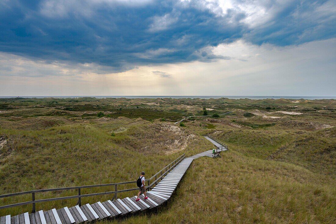  Boardwalks through dune landscape, heathland, heath, heather, hiking trail, Amrum Dunes nature reserve, hiker, dune, North Frisian island, North Frisia, Schleswig-Holstein, Schleswig-Holstein Wadden Sea National Park, Amrum, \n 