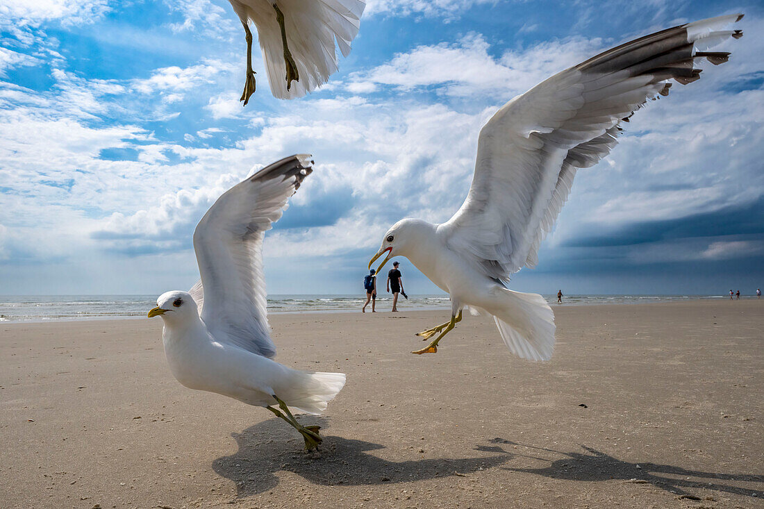 Seevögel, Kniephaken, Vogelrefugium, Kniepstrand, Strand, Kniepsand, Möwen, Spaziergänger am Strand, Schleswig-Holstein, Amrum