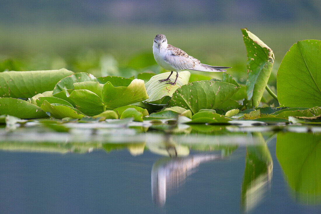  Seagull on water lilies with reflection, Lake Skadar, largest lake of the Balkan Peninsula, Montenegro, Albania  