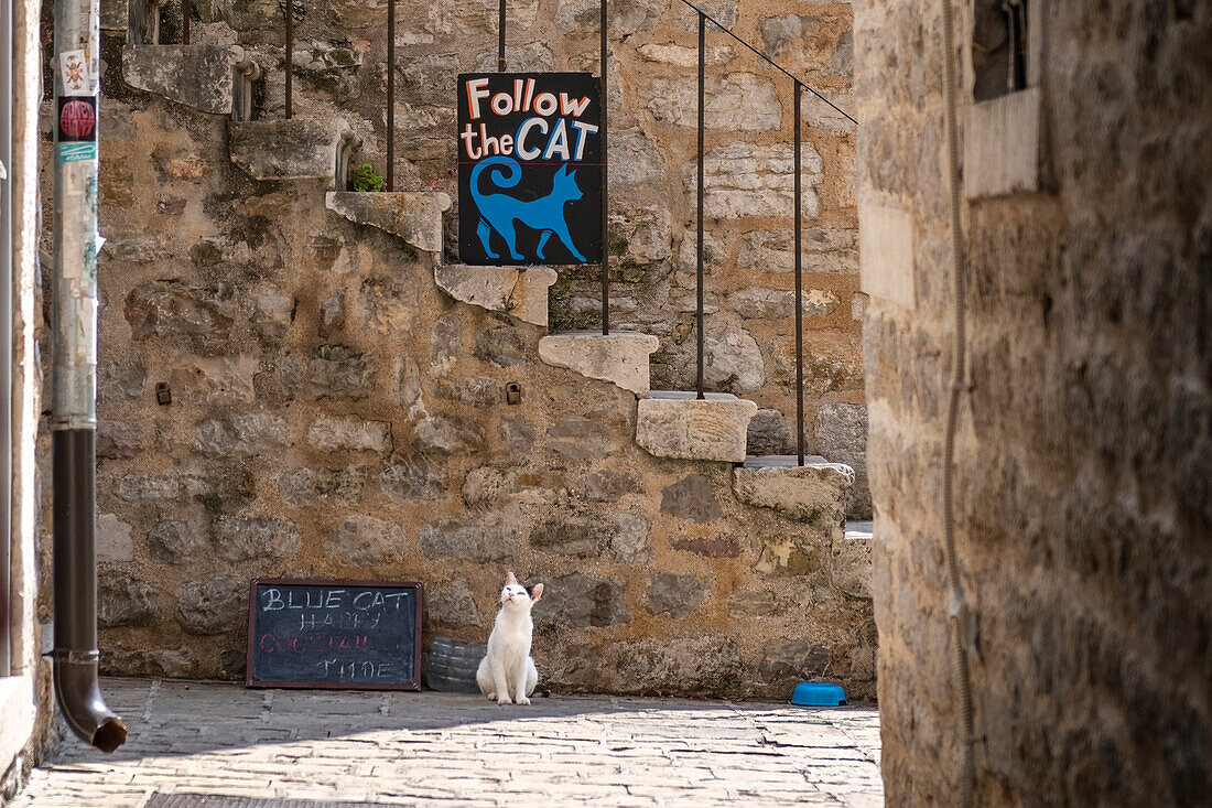  Kotor city center, old town, city of cats, cat in the old town, Blue Cat, Adriatic Sea, Adriatic coast, bay, trading and port city, Montenegro 