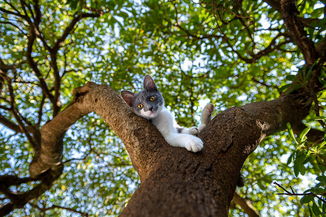  Downtown Kotor, Old Town, City of Cats, Cat looking down from a tree, City Cat Adriatic, Adriatic Coast, Montenegro 