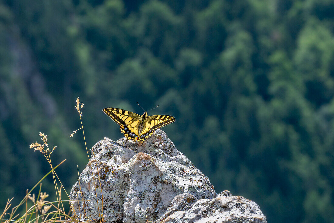 Schmetterling Schwalbenschwanz im  Durmitor Gebirgsmassiv, Naturlandschaft, Landschaft, Durmitor Nationalpark bei Stadt Žabljak, Montenegro