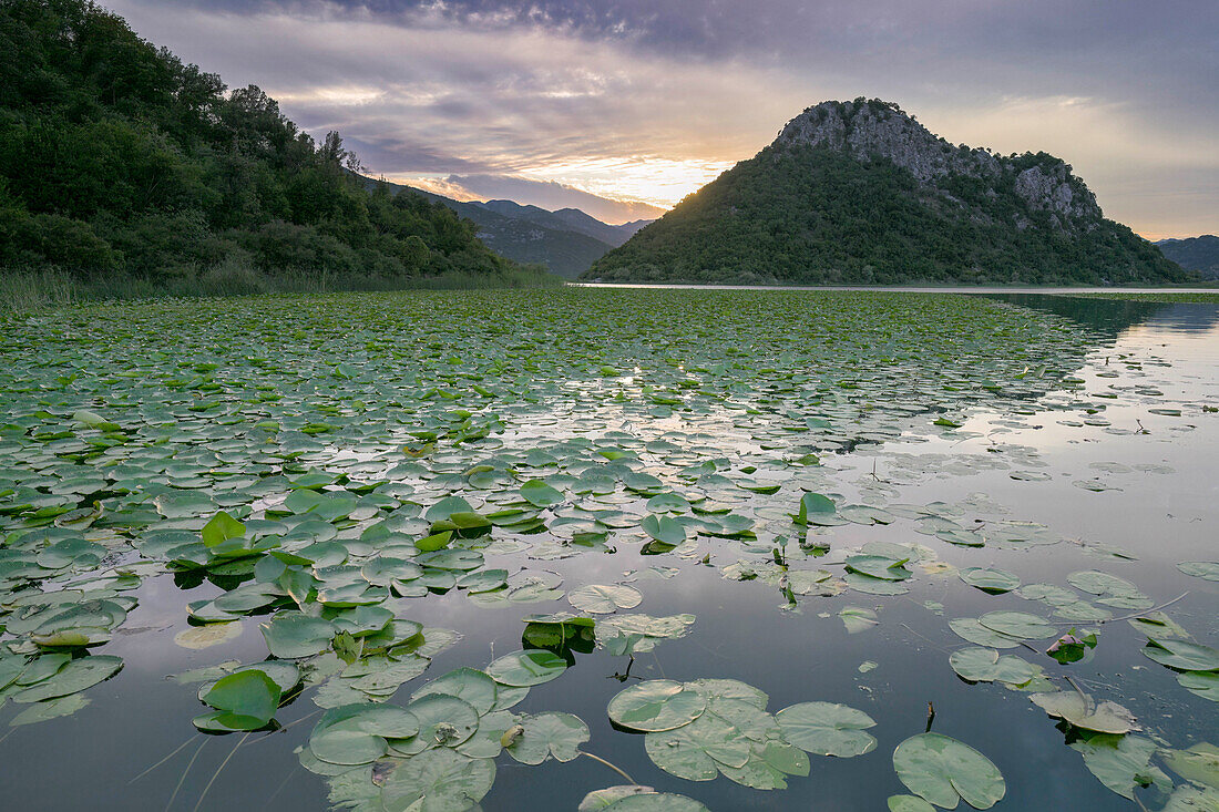 Blick auf die Seerosen des Skadarsee, Skutarisee, größter See Südeuropas, Naturlandschaft, Seelandschaft Skadarsee-Nationalpark,