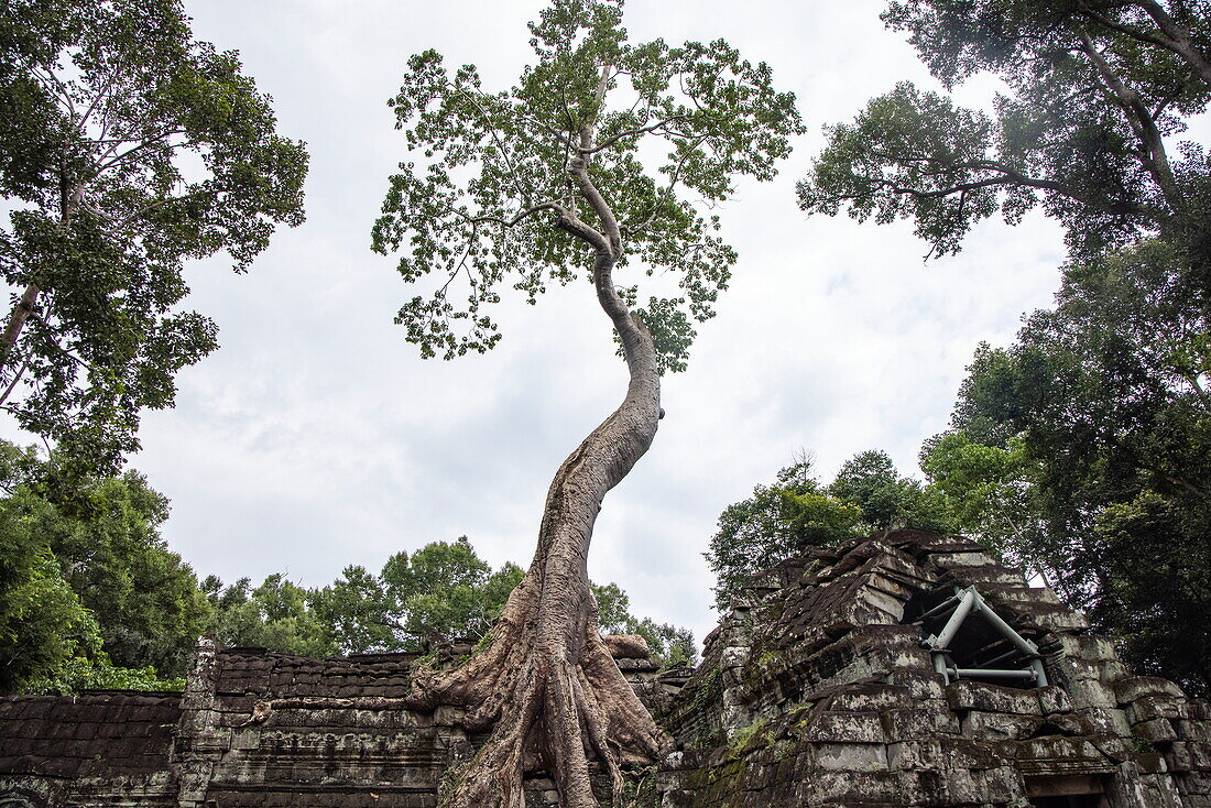  Tree growing over ruins of Ta Prohm temple in the Hindu-Buddhist temple complex Angkor Wat, Angkor Wat, near Siem Reap, Siem Reap Province, Cambodia, Asia 