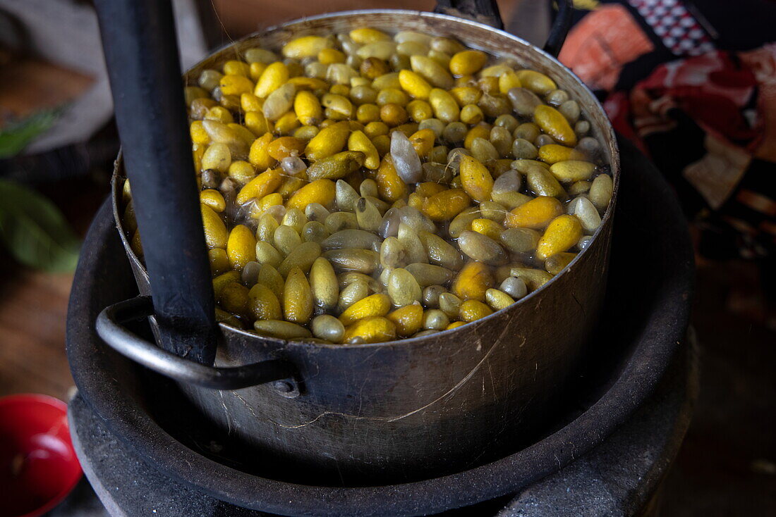  Detail of golden silkworm cocoons being heated in a handicraft factory on Silk Island, Koh Oknha Tei, Khsach Kandal District, Kandal, Cambodia, Asia 