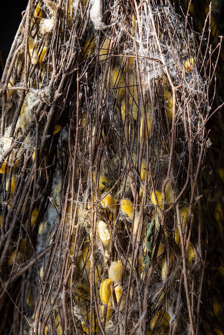  Detail of the cocoons of golden silkworms in a handicraft factory on &quot;Silk Island&quot;, Kaoh Oknha Tei, Khsach Kandal District, Kandal, Cambodia, Asia 