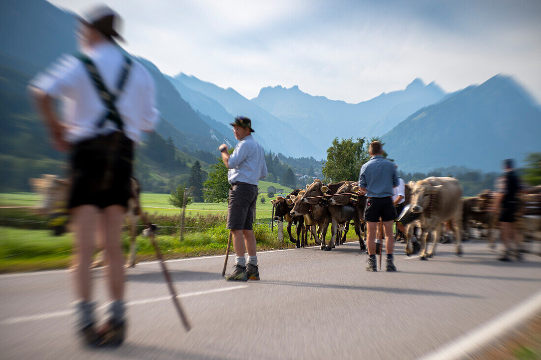 Almabtrieb, Viehscheid Oberstdorf, Landwirte und Kühe vor Bergpanorama, Hornkühe, Stillachtal, Alpen, Oberallgäu, Deutschland