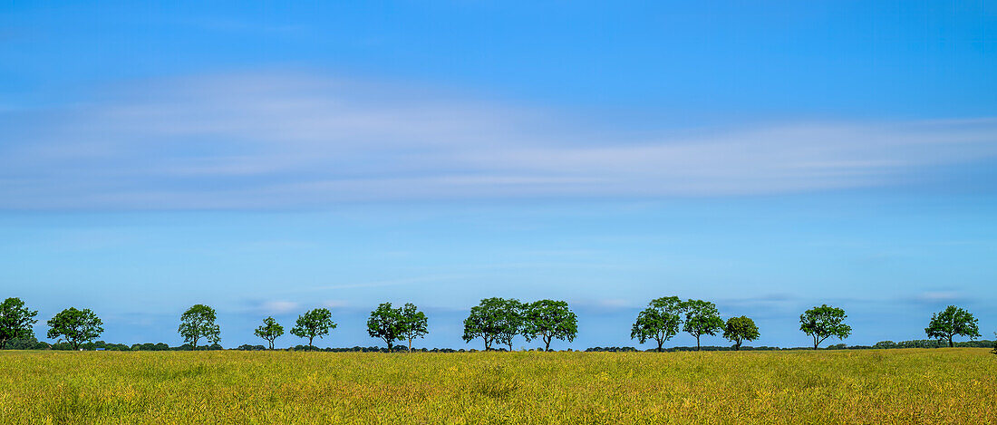 Offenlandschaft, Weitblick, Feld, Baumallee, Baumreihe, Rügen, Ostsee, Ostseeinsel, Rügen, Deutschland\n