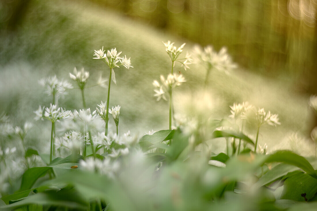 Bärlauch im Wald, Bärlauchblüte, Wildkräuter, Heilpflanze, Naturpark Saar-Hunsrück, Saarland, Deutschland