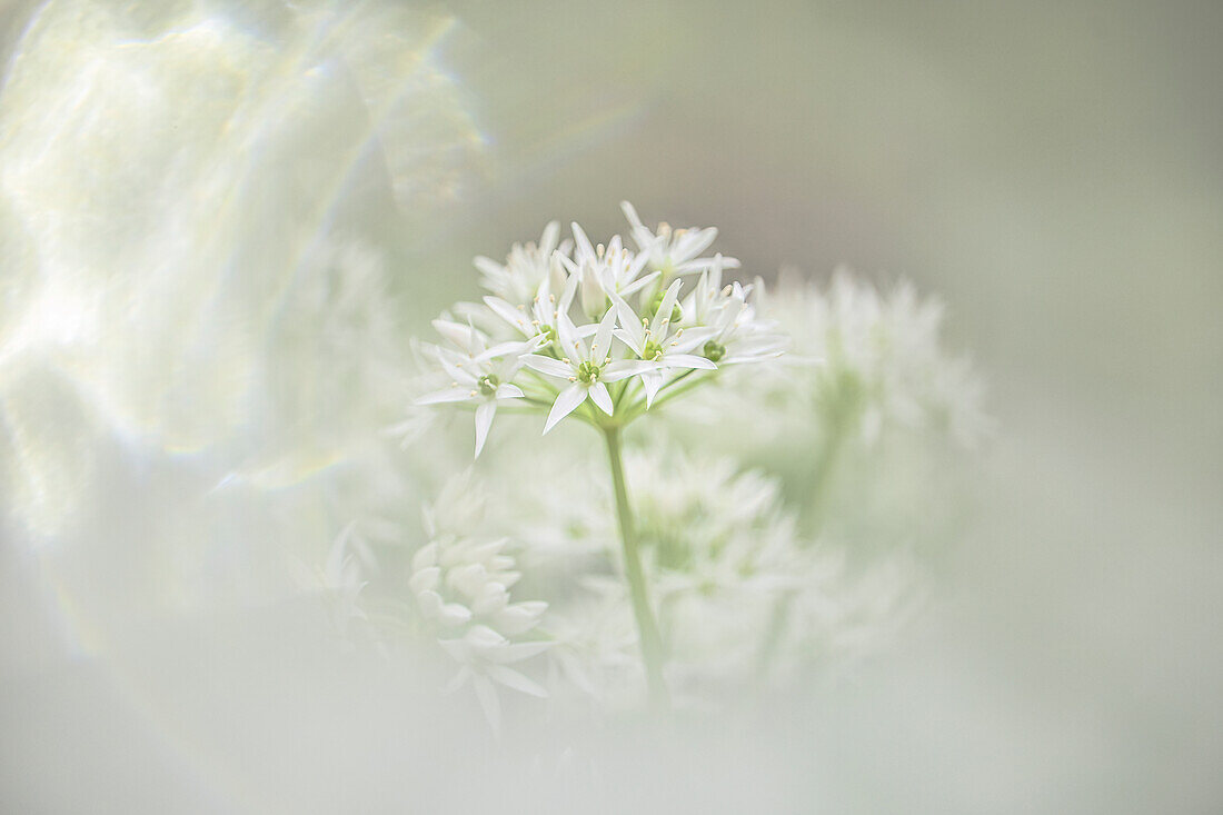  Wild garlic blossom abstract in the wild garlic forest, wild garlic field, wild garlic time, wild herbs, medicinal plant, Saar-Hunsrück Nature Park, Saarland, Germany\n 