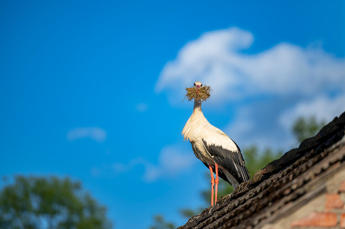  White stork, stork with nesting material on barn roof, stork village, UNESCO biosphere reserve, Spreewald, local recreation area, Brandenburg, Germany\n 