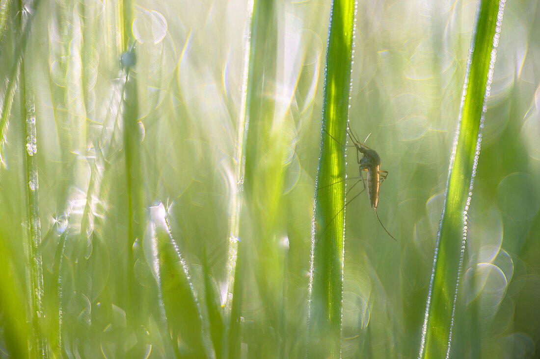 Insekt Mücke im feuchten Gras, Mosquito, Nahaufnahme, Makroaufnahme, Makro, UNESCO Biosphärenreservat, Spreewald, Naherholungsgebiet, Brandenburg, Deutschland\n