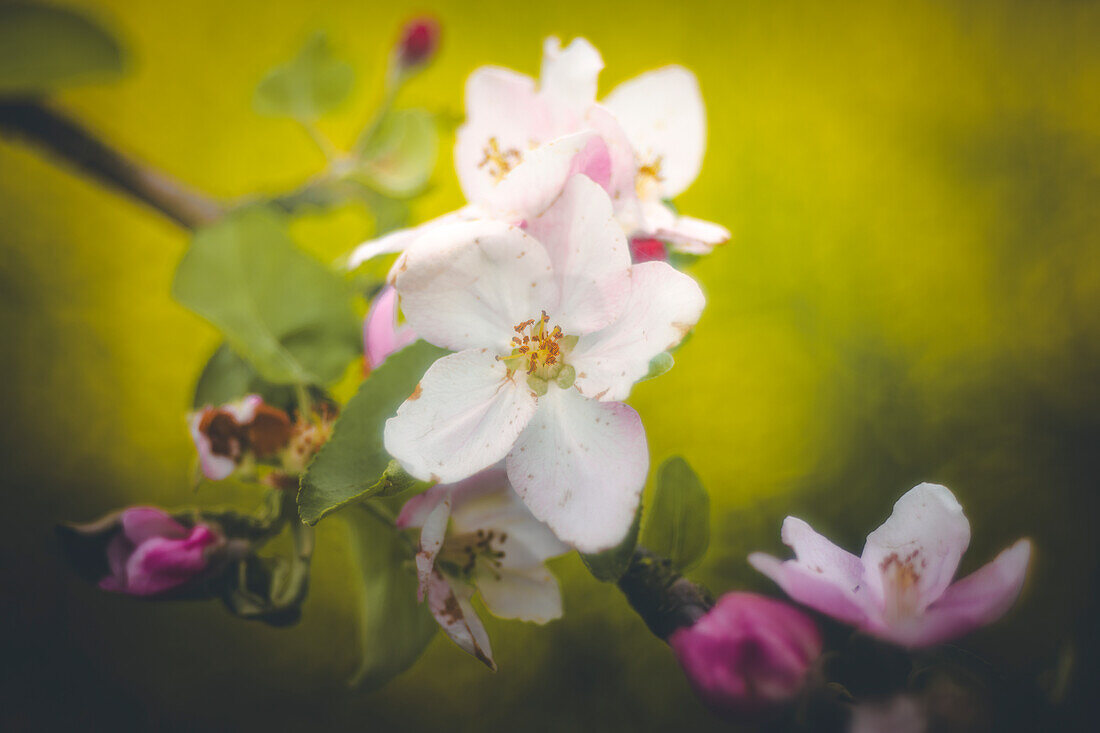  Apple blossom, apple tree, close-up, macro shot, vintage lens, vintage look, UNESCO biosphere reserve, Spreewald, local recreation area, Brandenburg, Germany\n 