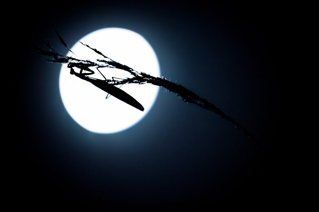 Insekt Silhouette, Europäische Gottesanbeterin auf Grashalm vor Vollmond, UNESCO Biosphärenreservat, Spreewald, Naherholungsgebiet, Brandenburg, Deutschland