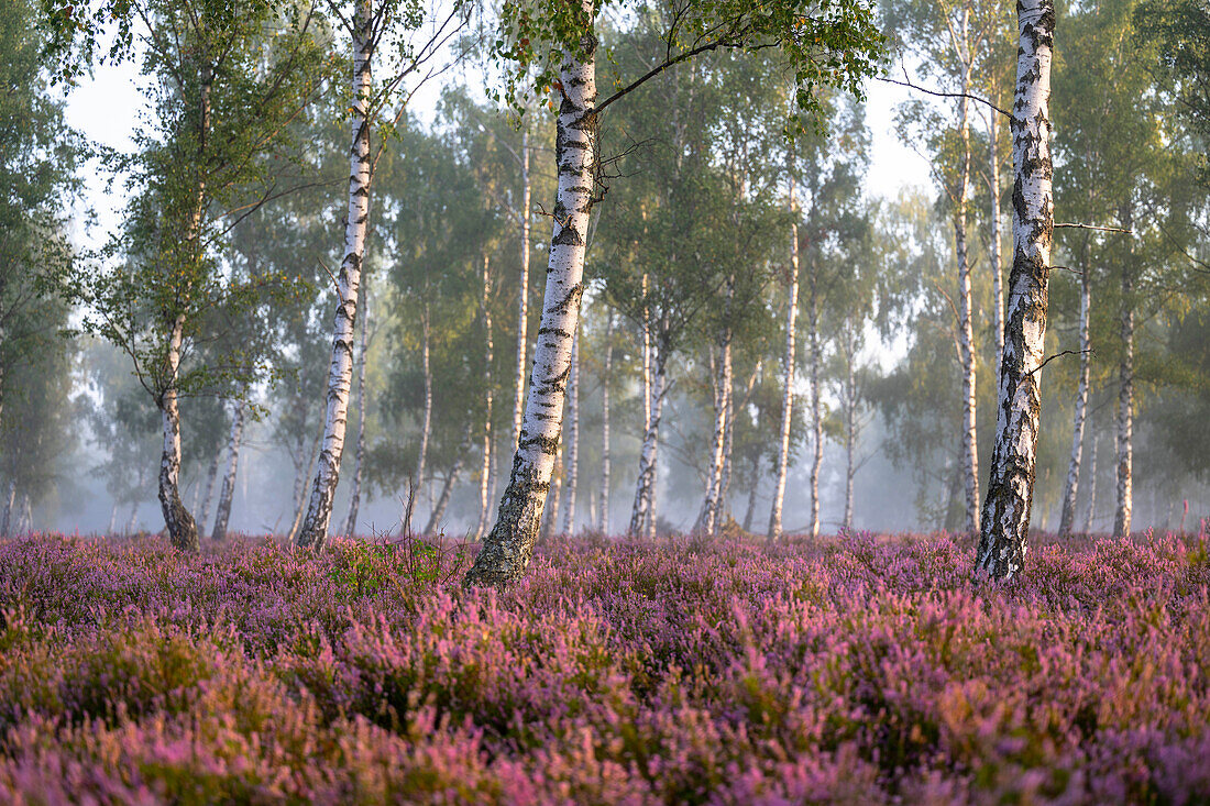  Flowering heathland in the morning light and morning mist, golden hour, between birch trees, birch trees, birch forest, Dahme-Spreewald military training area, Brandenburg, Germany\n 