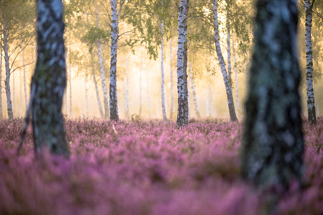  Flowering heathland in the morning light and morning mist, golden hour, between birch trees, birch trees, birch forest, Dahme-Spreewald military training area, Brandenburg, Germany\n 