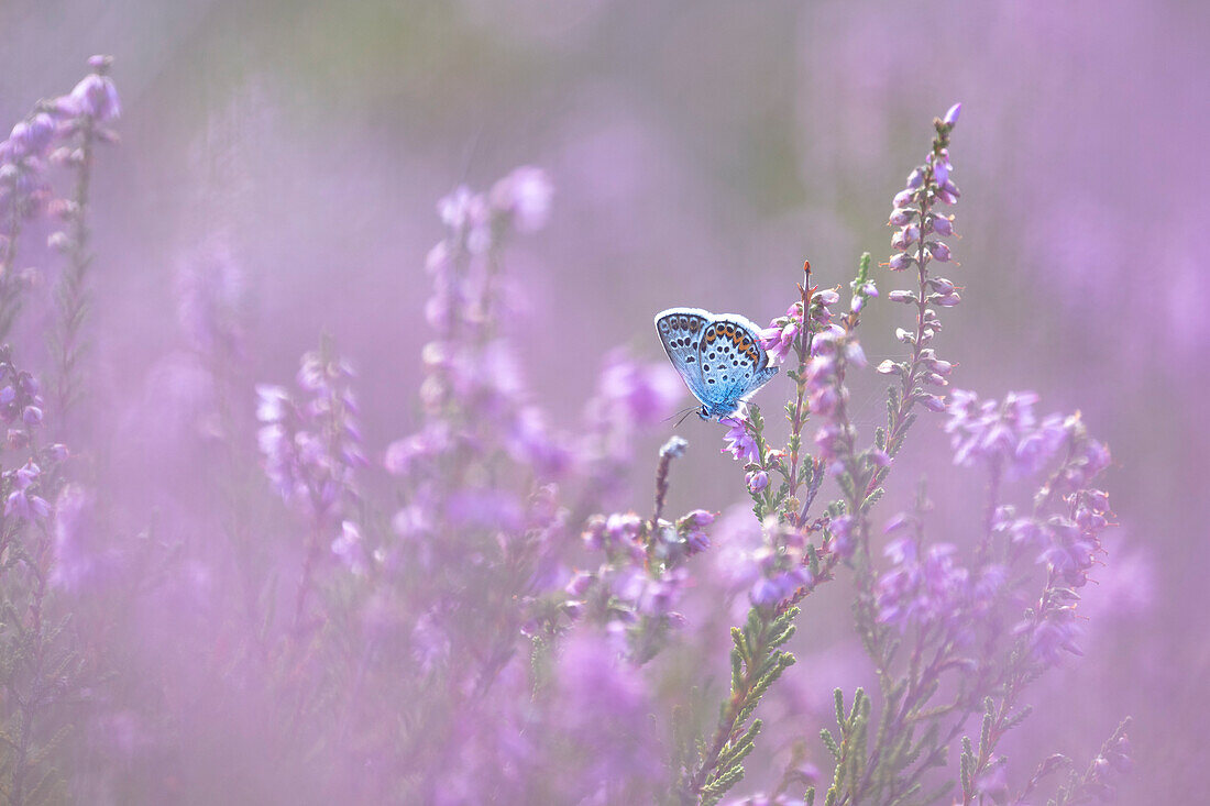 Insekt, Schmetterling, Bläuling zwischen blühender Heide, Heidelandschaft, Heideblüte, UNESCO Biosphärenreservat, Spreewald, Naherholungsgebiet, Brandenburg, Deutschland\n