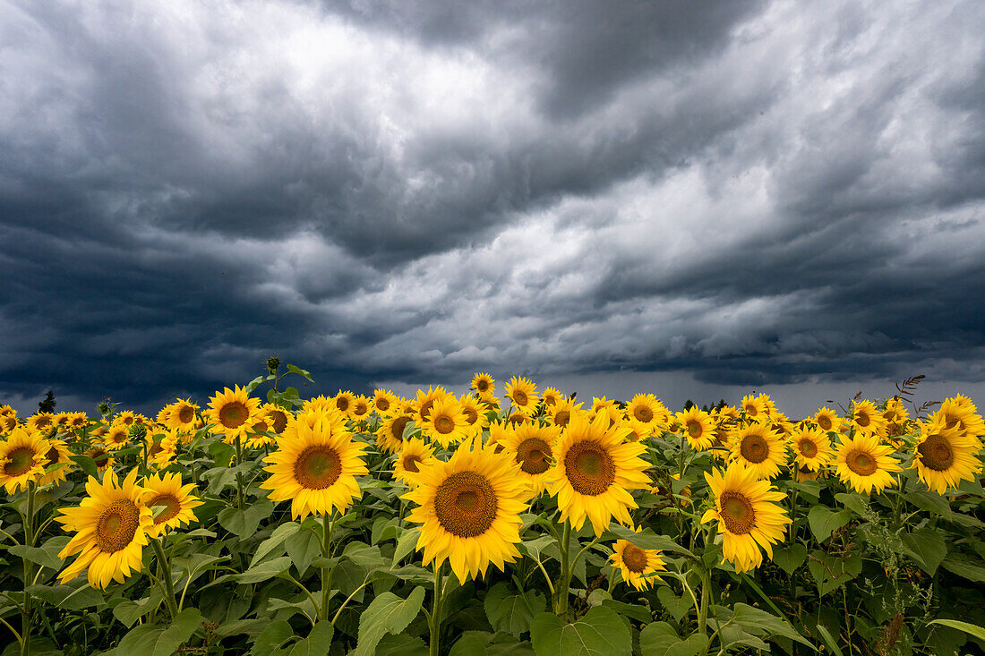 Sonnenblumenfeld vor dramatischer Wolkenfront, Unwetter, Sturm, Gewitterzelle, Sonnenblumen, UNESCO Biosphärenreservat, Spreewald, Naherholungsgebiet, Brandenburg, Deutschland