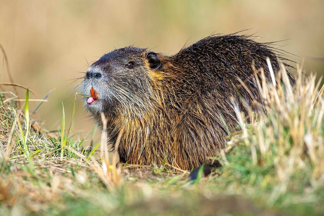 Säugetier, Nagetier, Nutria im Gras, Nahaufnahme, UNESCO Biosphärenreservat, Spreewald, Naherholungsgebiet, Brandenburg, Deutschland