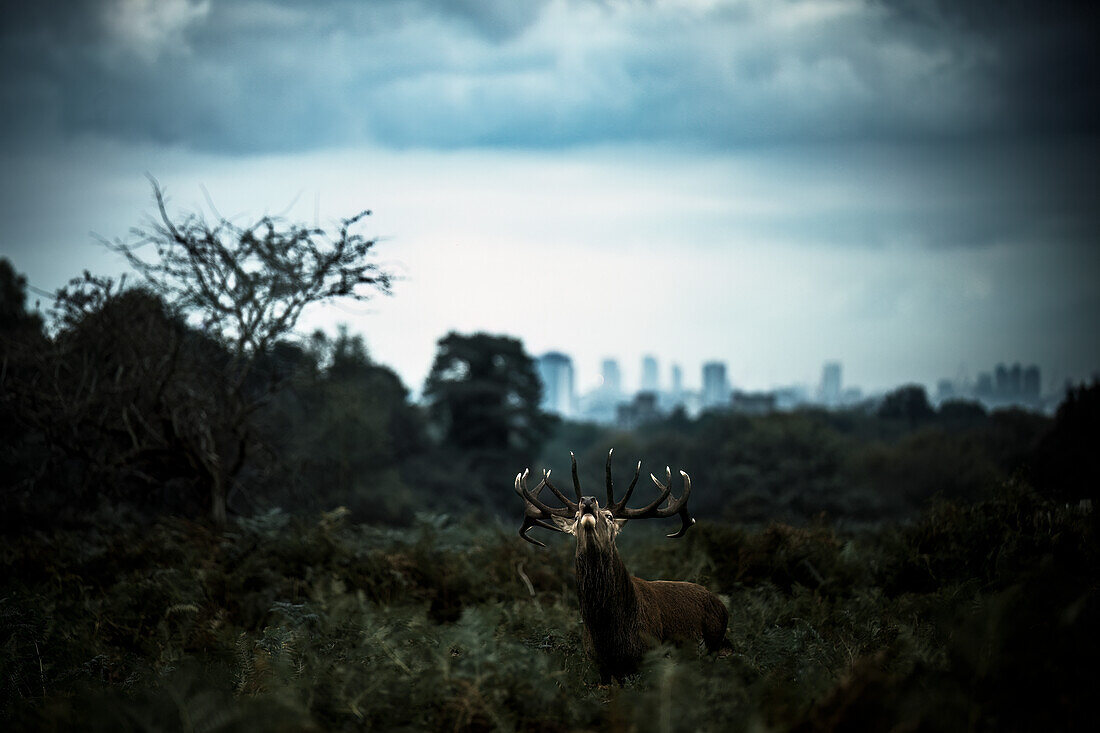 Rotwild Platzhirsch bei der Brunft mit Skyline von London im Hintergrund, Richmond Park, Greater London, England