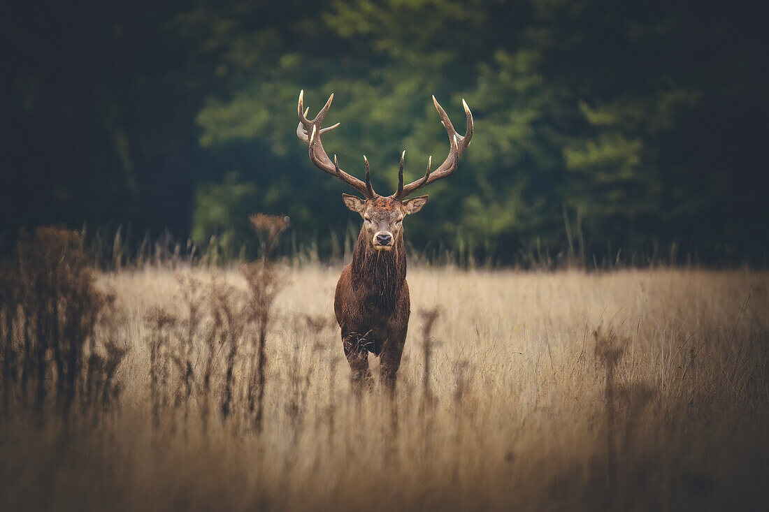  Red deer stag during the rut, Richmond Park, Greater London, London, UK, Great Britain, \n 