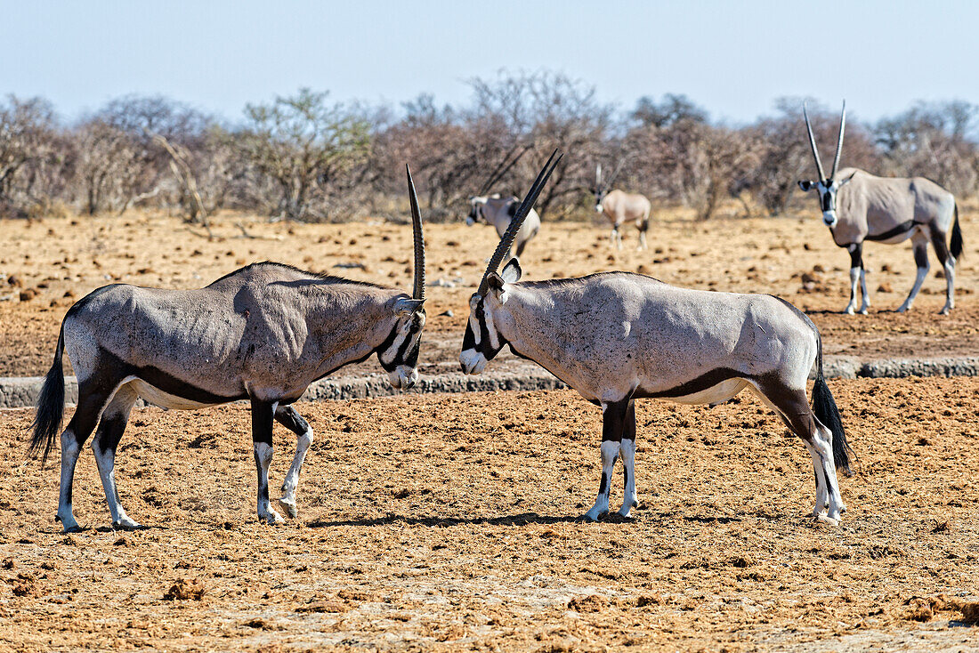  Two Oryx antelopes, Okaukuejo, Etosha National Park, Namibia, Africa 