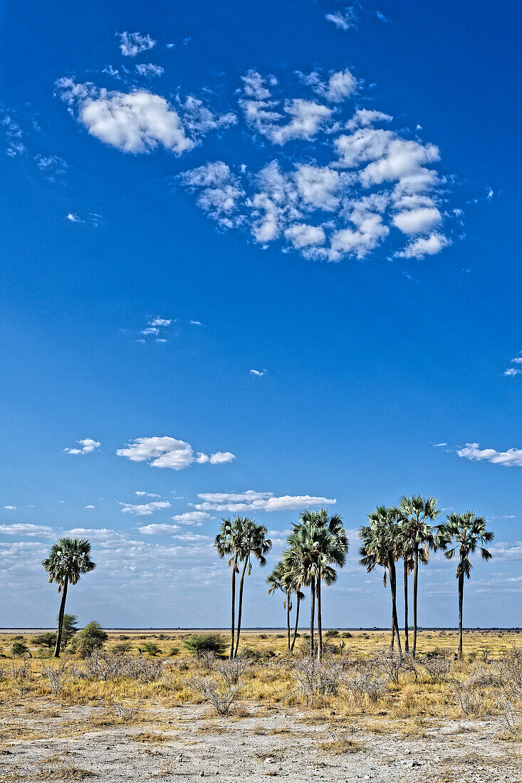  Small palm forest, Okaukuejo, Etosha National Park, Namibia, Africa 