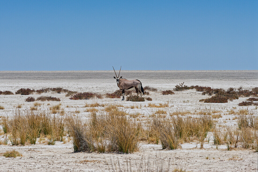 Eine einsame Oryxantilope in der Etosha Pfanne, Okaukuejo, Etosha Nationalpark, Nambia, Afrika