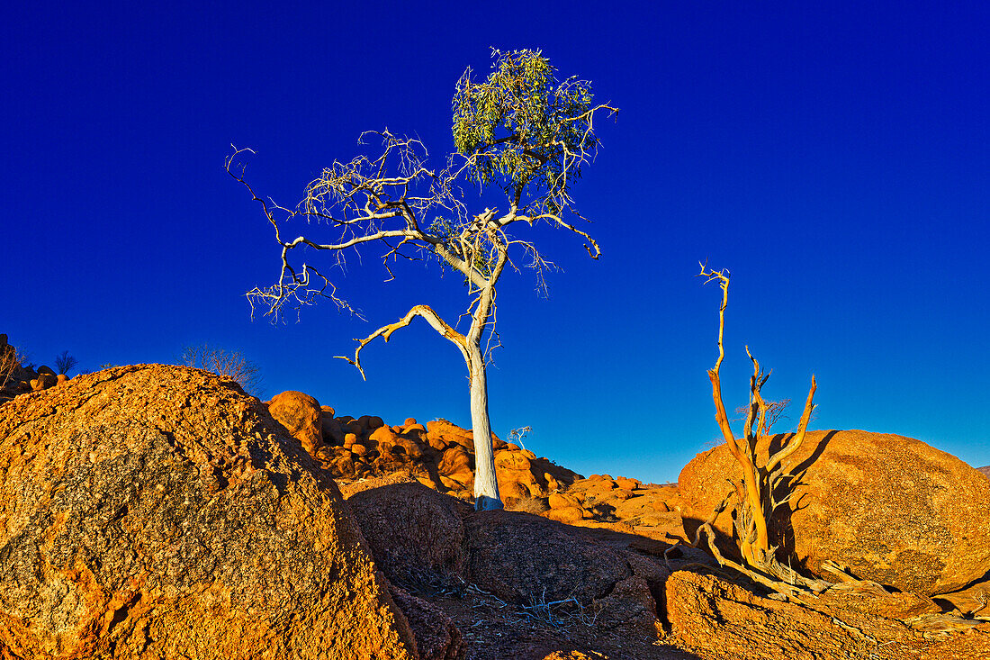  Typical barren tree in sunset light, Twyfelfontein, Kunene, Damaraland, Namibia, Africa 