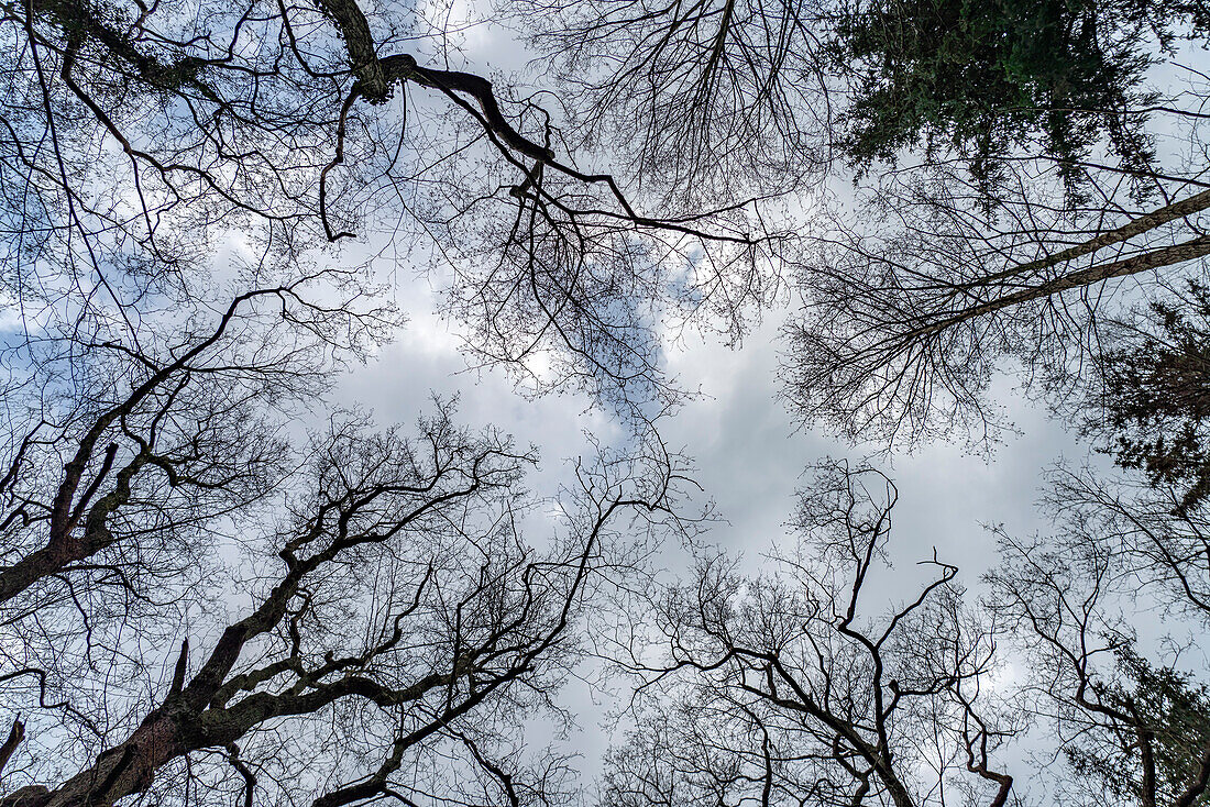  Forest and sky in the Ribnitzer Großes Moor nature reserve near Graal-Müritz, Mecklenburg-Vorpommern, Germany  